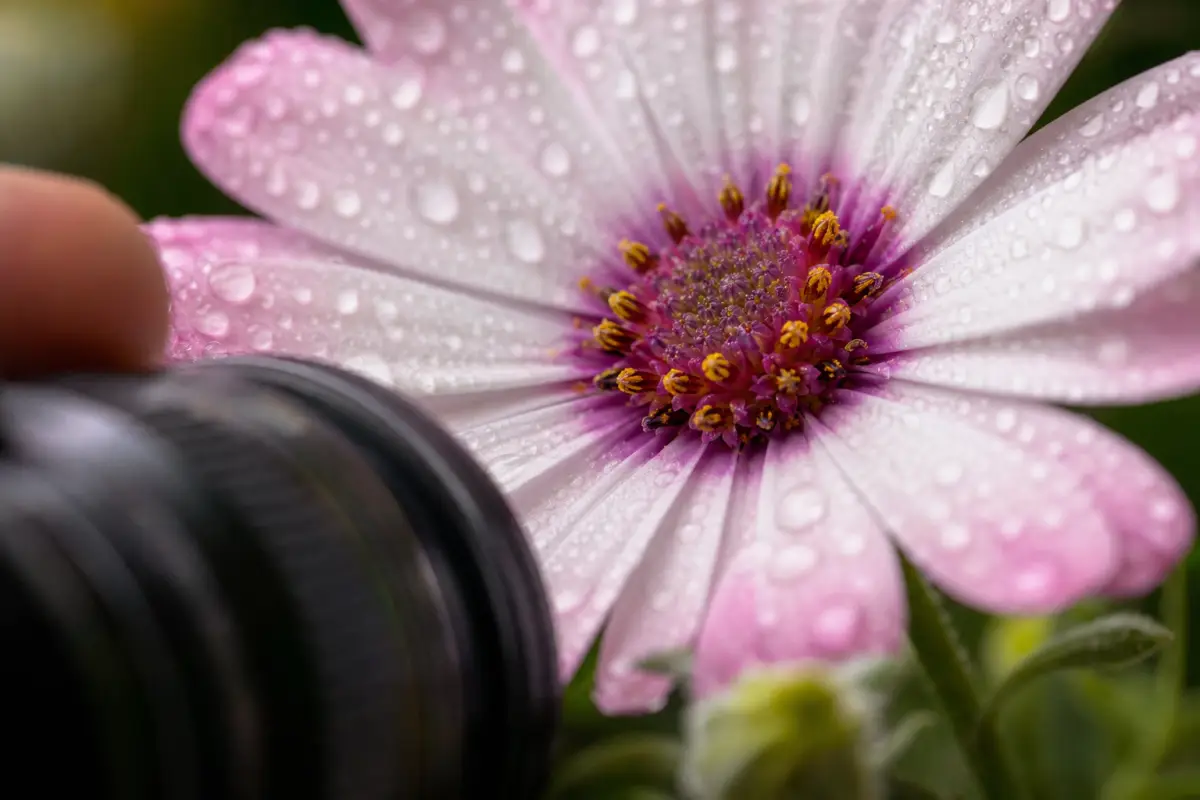 Macrofotografie voor beginners: zo kom je dichtbij